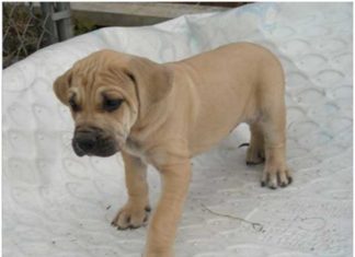 Black Mouth Cur
