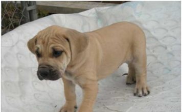 Black Mouth Cur