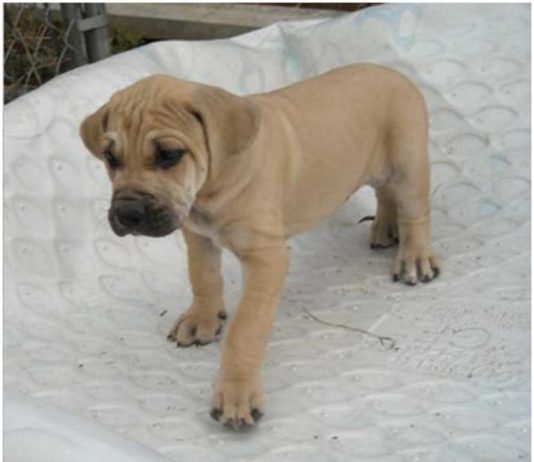 Black Mouth Cur