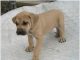 Black Mouth Cur Black Mouth Cur