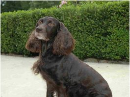 Boykin Spaniel