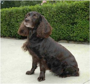 Boykin Spaniel - Pictures, Characteristics, Facts, Information