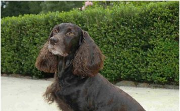 Boykin Spaniel - Pictures, Characteristics, Facts, Information Boykin Spaniel