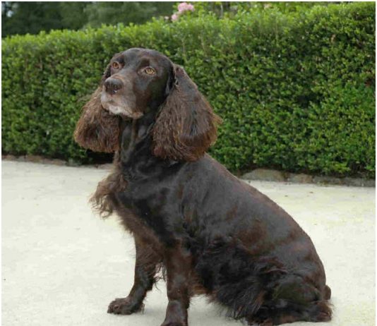 Boykin Spaniel