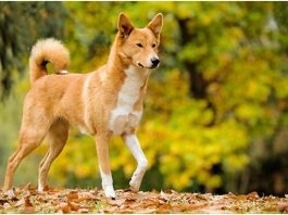 Canaan Dog