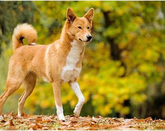 Canaan Dog