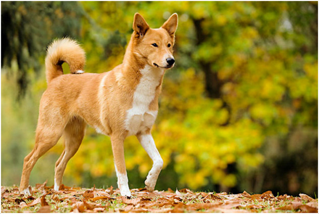 canaan dog price