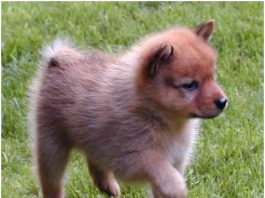 Finnish Spitz