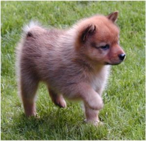Finnish Spitz