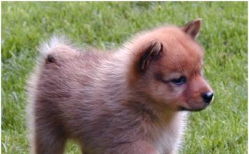 Finnish Spitz Finnish Spitz
