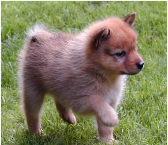 Finnish Spitz