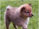 Finnish Spitz
