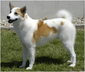 Norrbottenspets