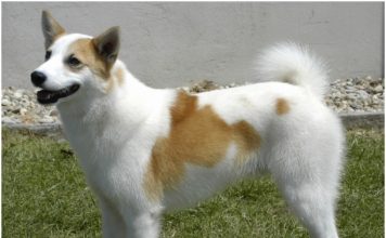 Norrbottenspets Norrbottenspets