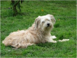 Pyrenean Shepherd