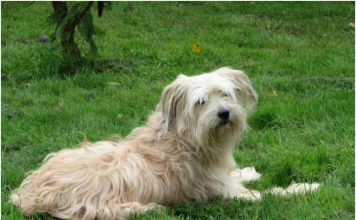 Pyrenean Shepherd
