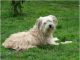 Pyrenean Shepherd