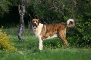 Rafeiro do Alentejo