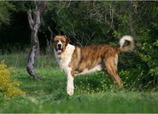 Rafeiro do Alentejo Rafeiro do Alentejo