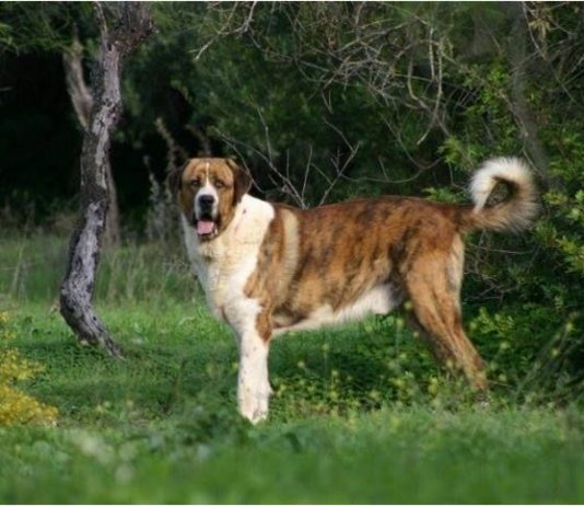 Rafeiro do Alentejo