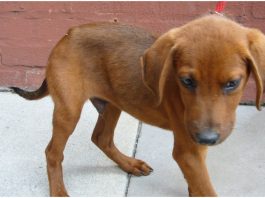 Redbone Coonhound