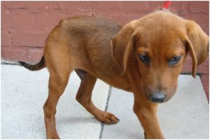 Redbone Coonhound
