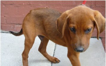 Redbone Coonhound Redbone Coonhound