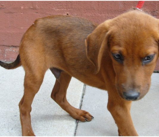 Redbone Coonhound