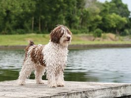 Spanish Water Dog