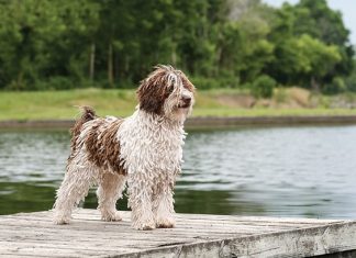 Spanish Water Dog