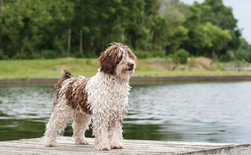 Spanish Water Dog