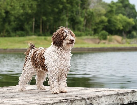 Spanish Water Dog