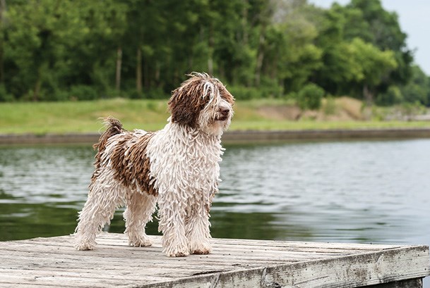 Spanish Water Dog 1