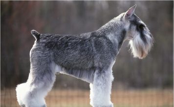 Standard Schnauzer