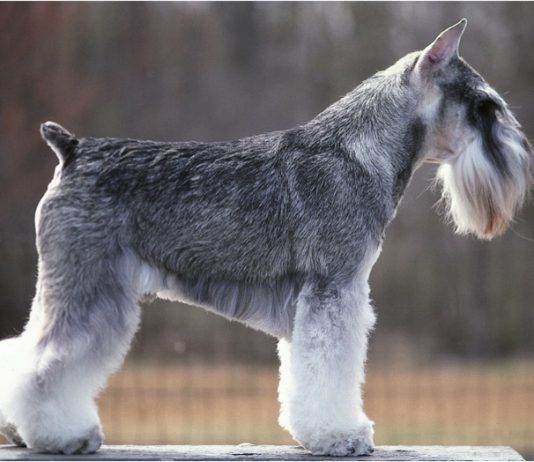 Standard Schnauzer