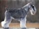 Standard Schnauzer