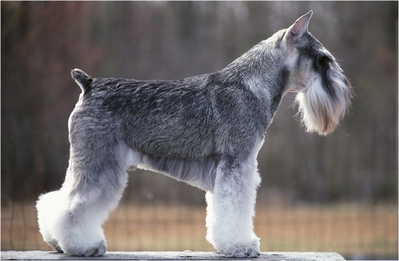 miniature schnauzer tail docking age