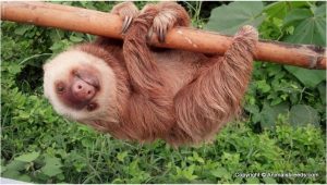 Sloth