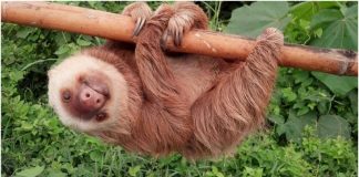 Sloth