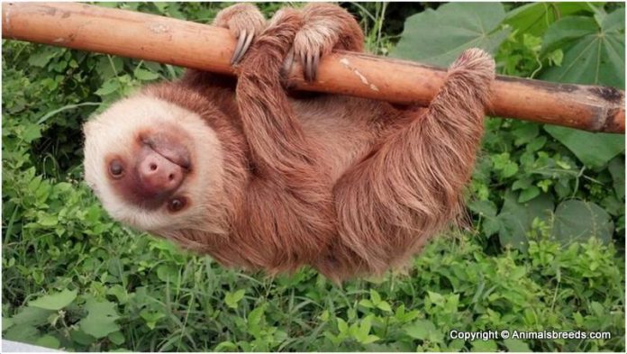 Sloth Sloth