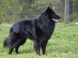 Belgian Sheepdog