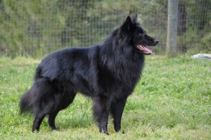 Belgian Sheepdog - An Amazing Herding Dog Breed