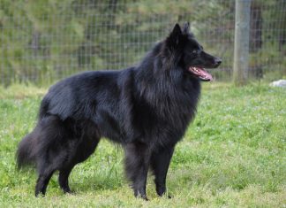 Belgian Sheepdog