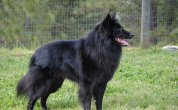 Belgian Sheepdog
