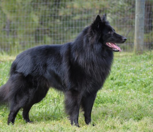Belgian Sheepdog