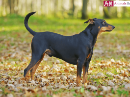 German Pinscher