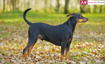 German Pinscher