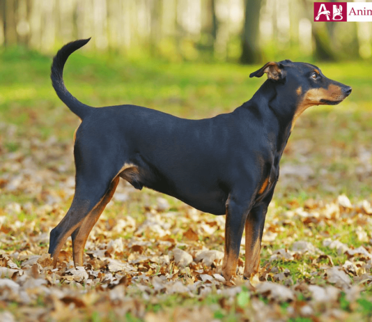 German Pinscher