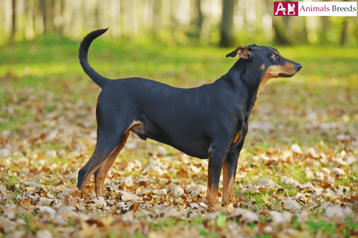 German Pinscher German Pinscher