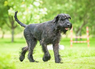 Giant Schnauzer